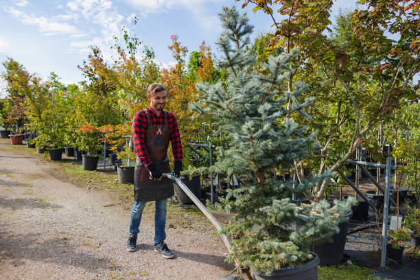 Best Tree Mulching  in Beeville, TX